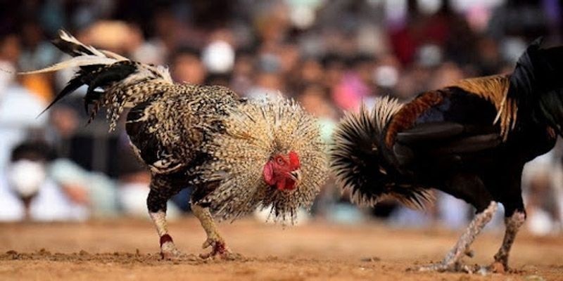 Các trường gà nổi tiếng trên thế giới