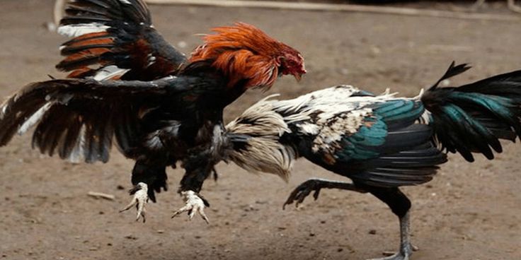 Kèo Đá Gà Trực Tiếp Alo789 – Bí Quyết Chinh Phục Cá Cược Đỉnh Cao