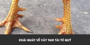 Vảy Tam Tài Tứ Quý Alo789 – Bí Kíp Chọn Thần Kê Đỉnh Cao Cho Sư Kê